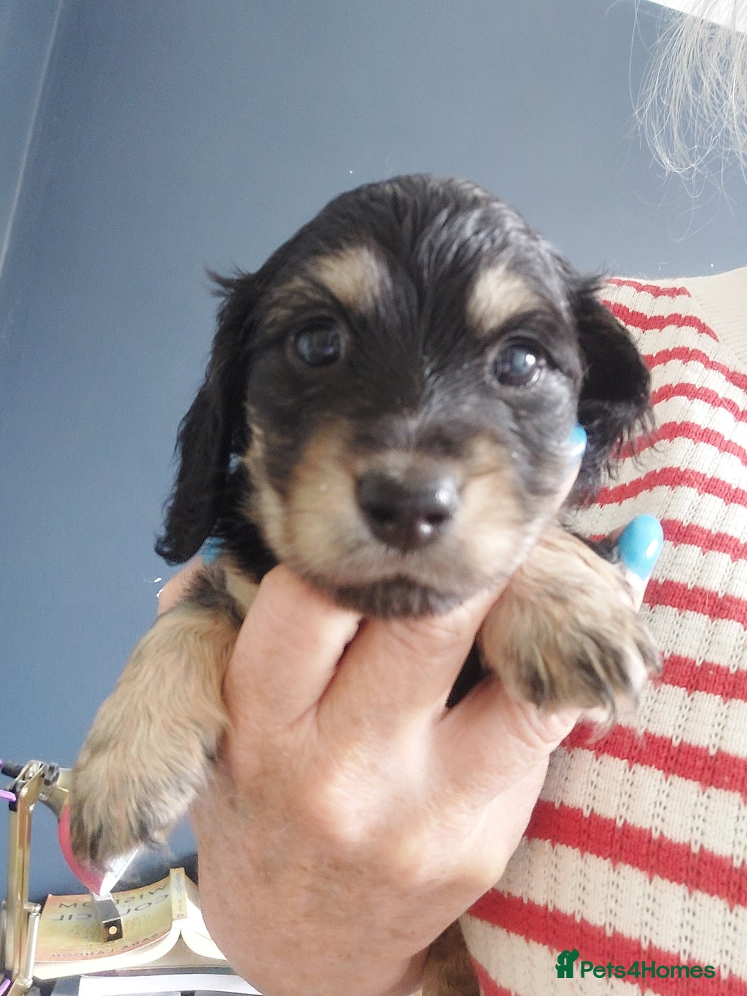 Miniature Dachshund dogs for sale: BEAUTIFUL K C REG PRA CLEAR MINI LONG HAIRED DAXIS - Image 2