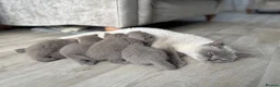 British Shorthair cats for sale: Stunning Lilac BSH Kittens GCCF -1 available  - Advert 15