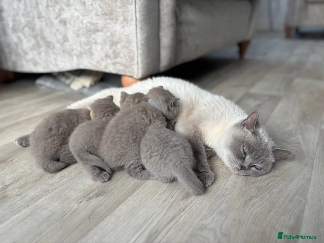 British Shorthair cats for sale: Stunning Lilac BSH Kittens GCCF -1 available  - Advert 15