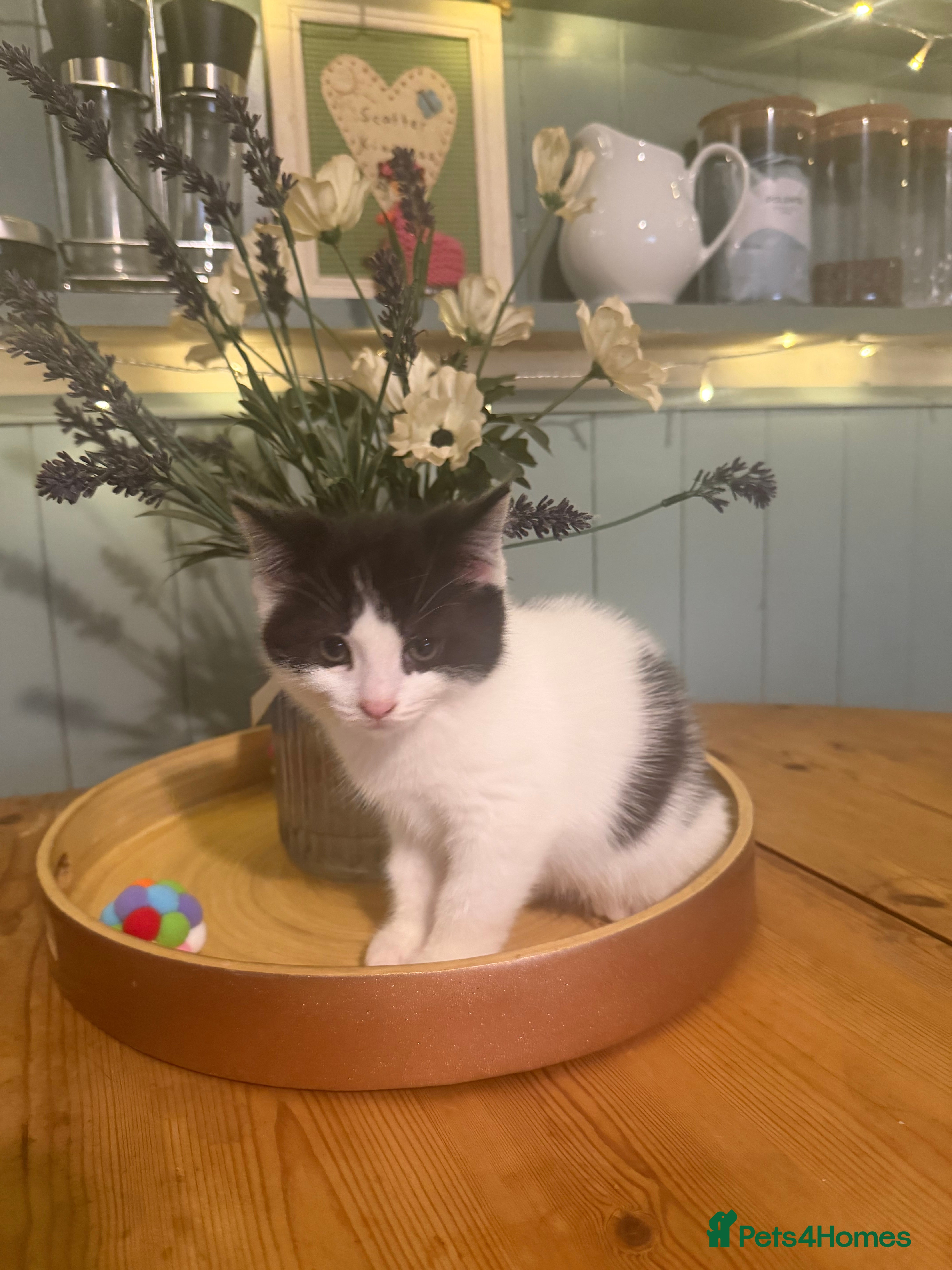 Mixed Breed cats Beautiful cross ragdoll kittens - Advert 2