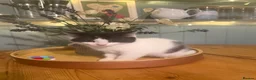 Mixed Breed cats for sale: Beautiful cross ragdoll kittens - Advert 6