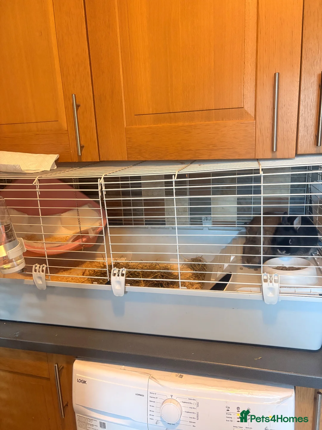 Dwarf Lop rabbits for sale: 2x mini little boy bunnies free to a new home 🏠  - Advert 11