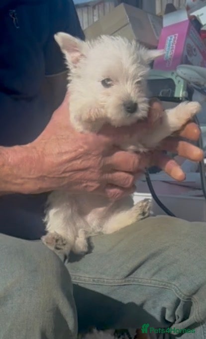 West Highland Terrier dogs West Highland Terrier Puppies Manchester - Advert 4