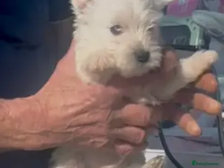 West Highland Terrier dogs West Highland Terrier Puppies Manchester - Advert 4