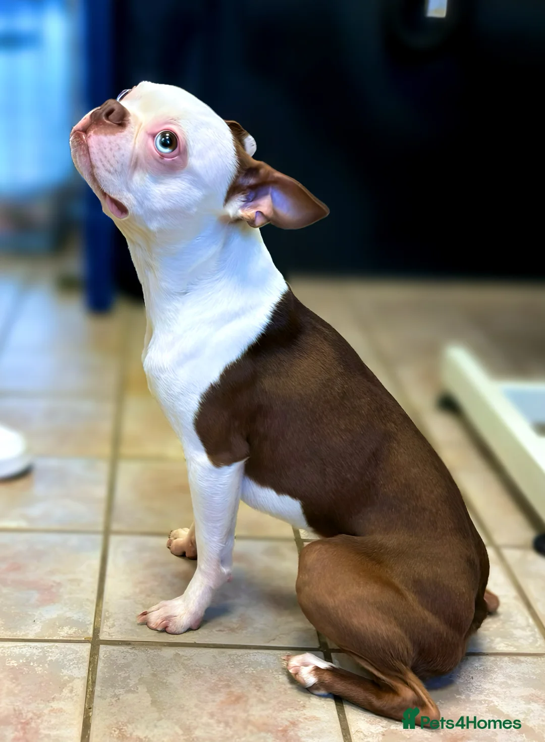 Boston Terrier dogs for stud: proven Red & White KC Boston Terrier Stud in Bexhill-on-Sea - Advert 2