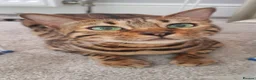 Bengal cats for sale: Bengal Female (indoor only) in Southampton - Advert 4