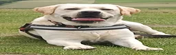 Goldador dogs for sale: Extensively Health tested, Chunky, Great with kids - Advert 7