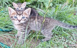 Mixed Breed cats for sale: Half Bengal kittens  - Image 19