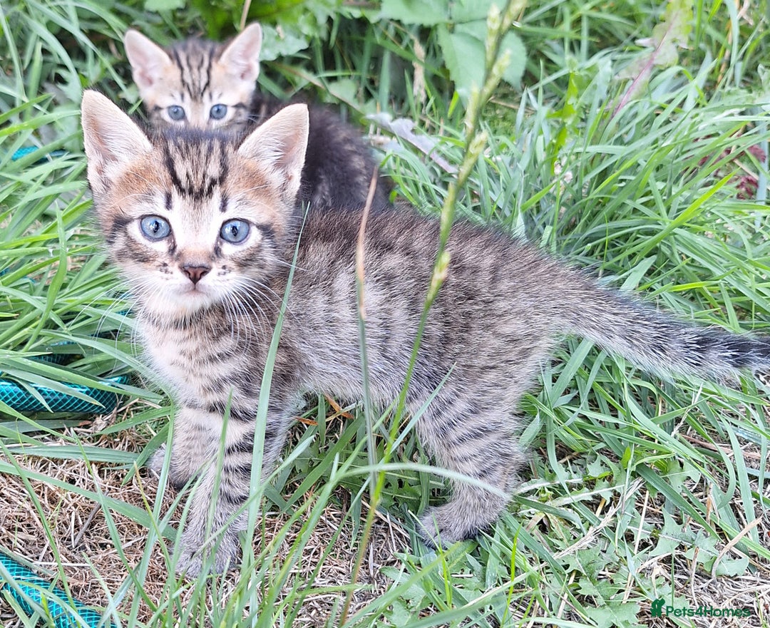Mixed Breed cats for sale: Half Bengal kittens  - Image 19