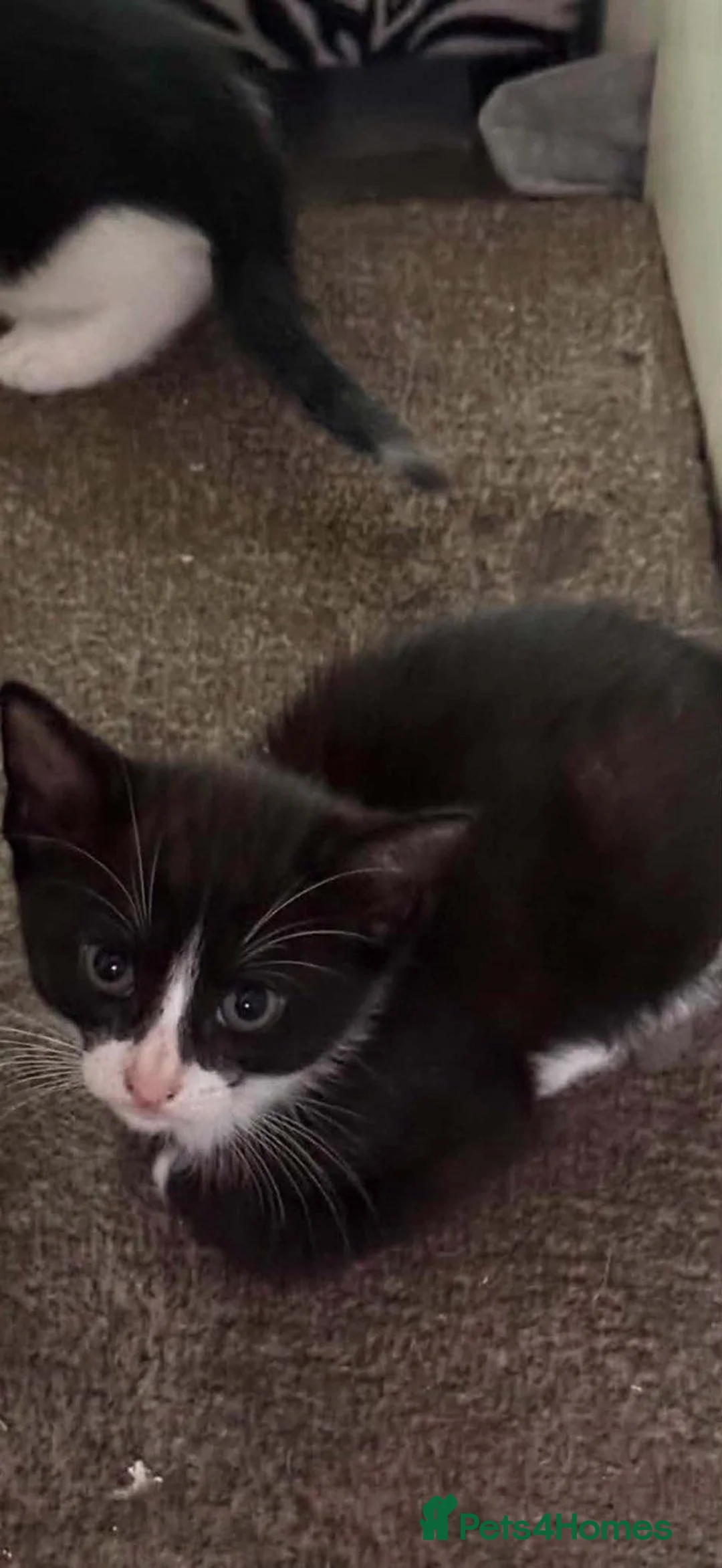 Mixed Breed cats for sale: 2 male kittens needing forever homes in Whitley Bay - Advert 7
