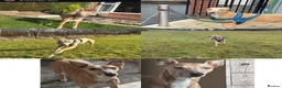 Mixed Breed dogs for sale: Bull lurchers in Leek - Advert 3