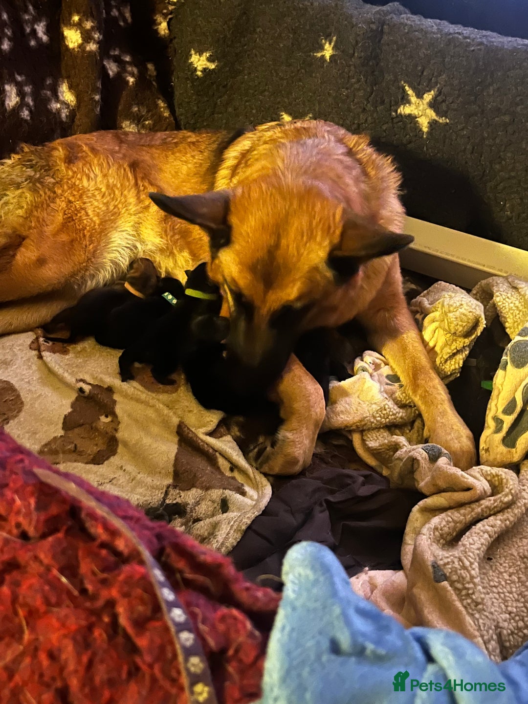 Mixed Breed dogs for sale: German shepherd pups - Advert 19