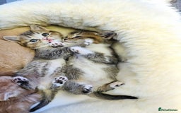 Scottish Fold cats for sale: Bundle of 11 Scottish fold Straight Ears Kittens - Image 17