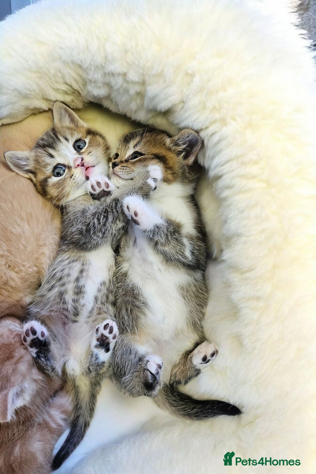 Scottish Fold cats for sale: Bundle of 11 Scottish fold Straight Ears Kittens - Image 17