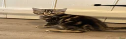 Mixed Breed cats for sale: 1 boy Bengal X ready to leave now - Advert 1