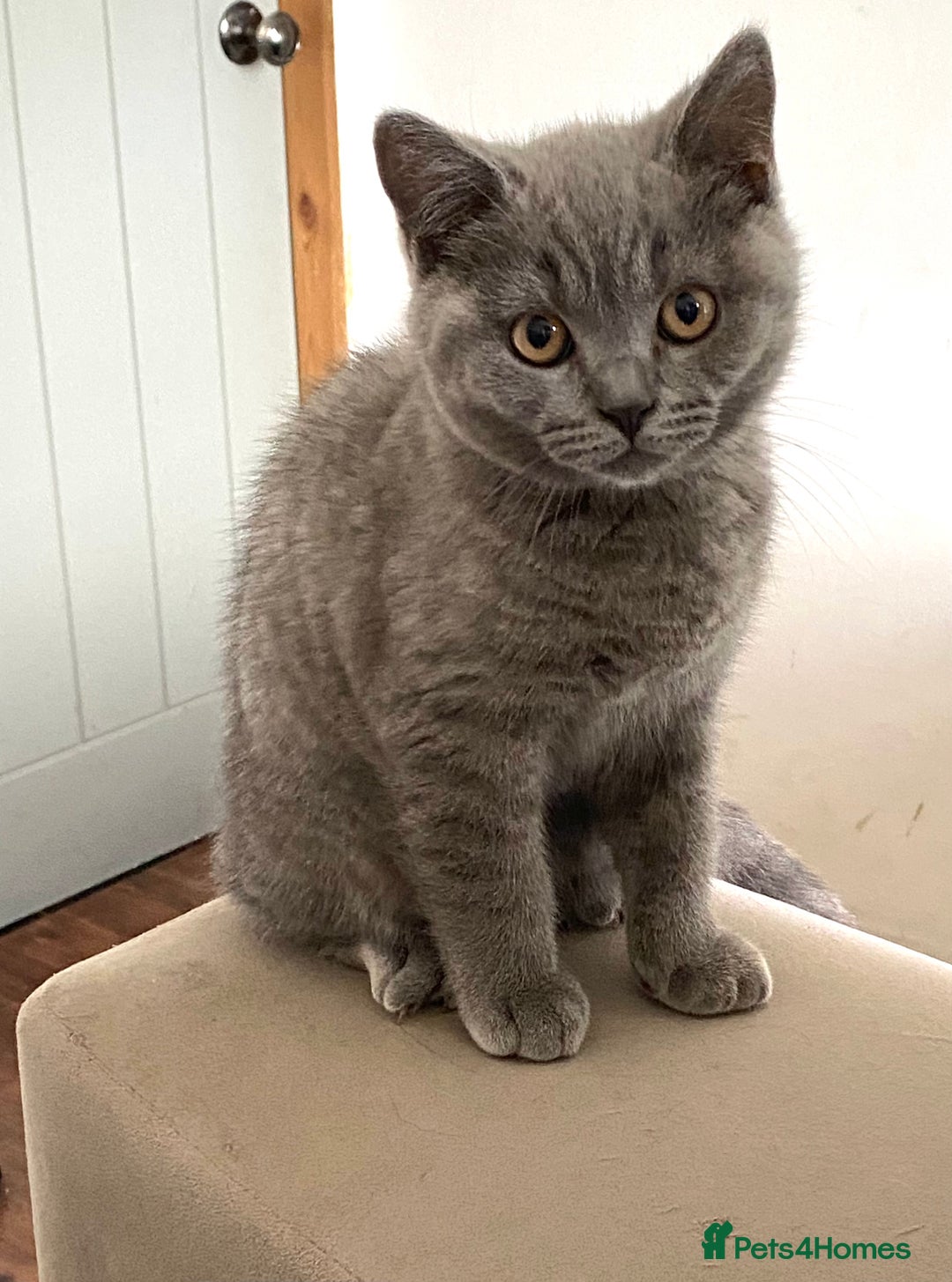 British Shorthair cats for sale: British short and long haired kittens ready to go - Image 6