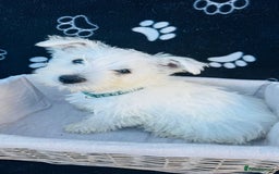 West Highland Terrier dogs for sale: West White Terrier  - Image 5