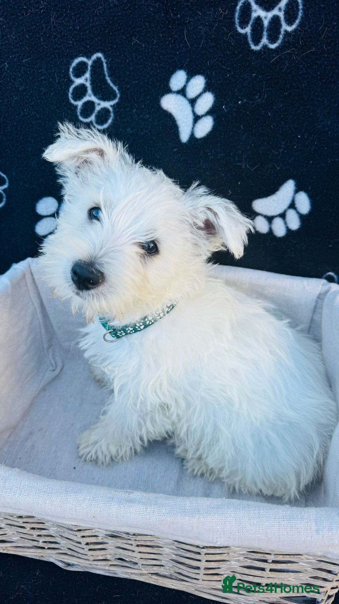 West Highland Terrier dogs for sale: West White Terrier  - Image 5
