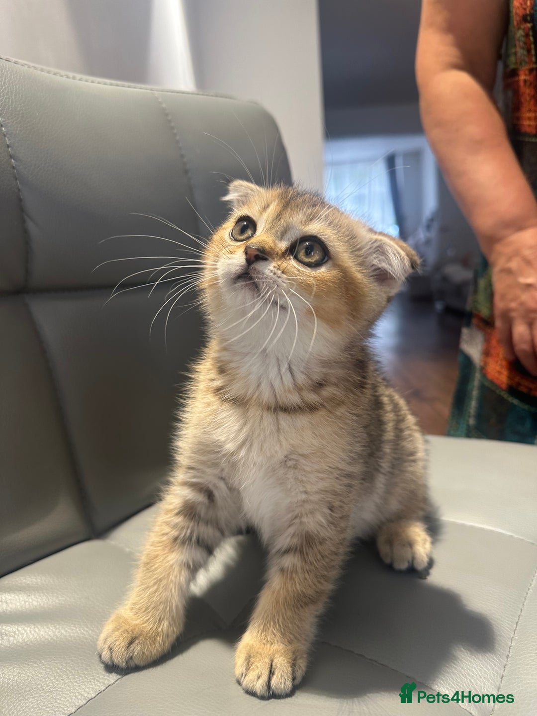 Scottish Fold cats for sale: Scottish fold / Chichilla kittens - Image 14