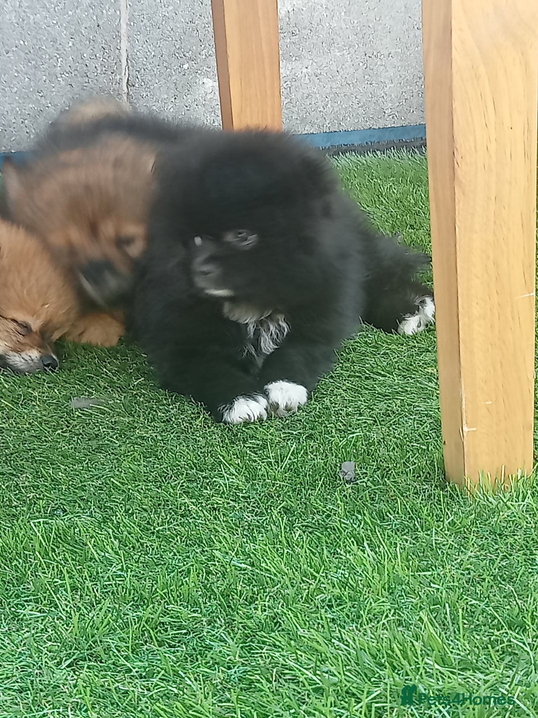 Pomeranian dogs for sale: Pomeranian fox boy dew to home falling through  in Worksop - Image 15