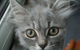 Persian cats for sale: ADORABLE RUSSIAN BLUE X PERSIAN KITTENS - Image 29