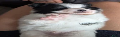 Pomchi 1
