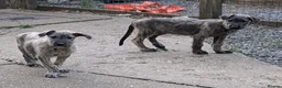 Irish Wolfhound dogs for sale: Irish Wolfhound puppies  - Advert 14
