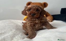Cockapoo dogs for sale: HEALTH TESTED COCKAPOOS - Image 4