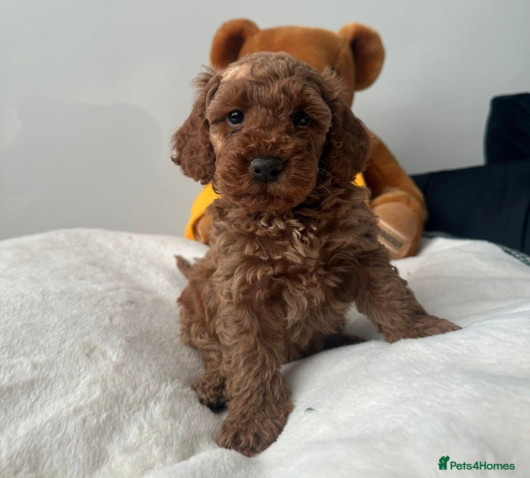 Cockapoo dogs for sale: HEALTH TESTED COCKAPOOS - Image 4