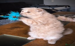 Scottish Fold cats for sale: 💙FAWN TICA active for BREEDING 🩵 Scottish Fold❣️ - Image 12