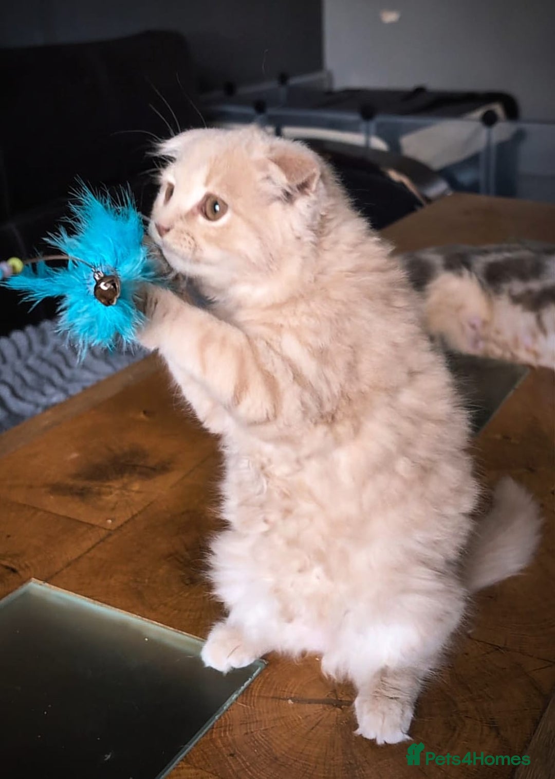 Scottish Fold cats for sale: 💙FAWN TICA active for BREEDING 🩵 Scottish Fold❣️ - Image 12