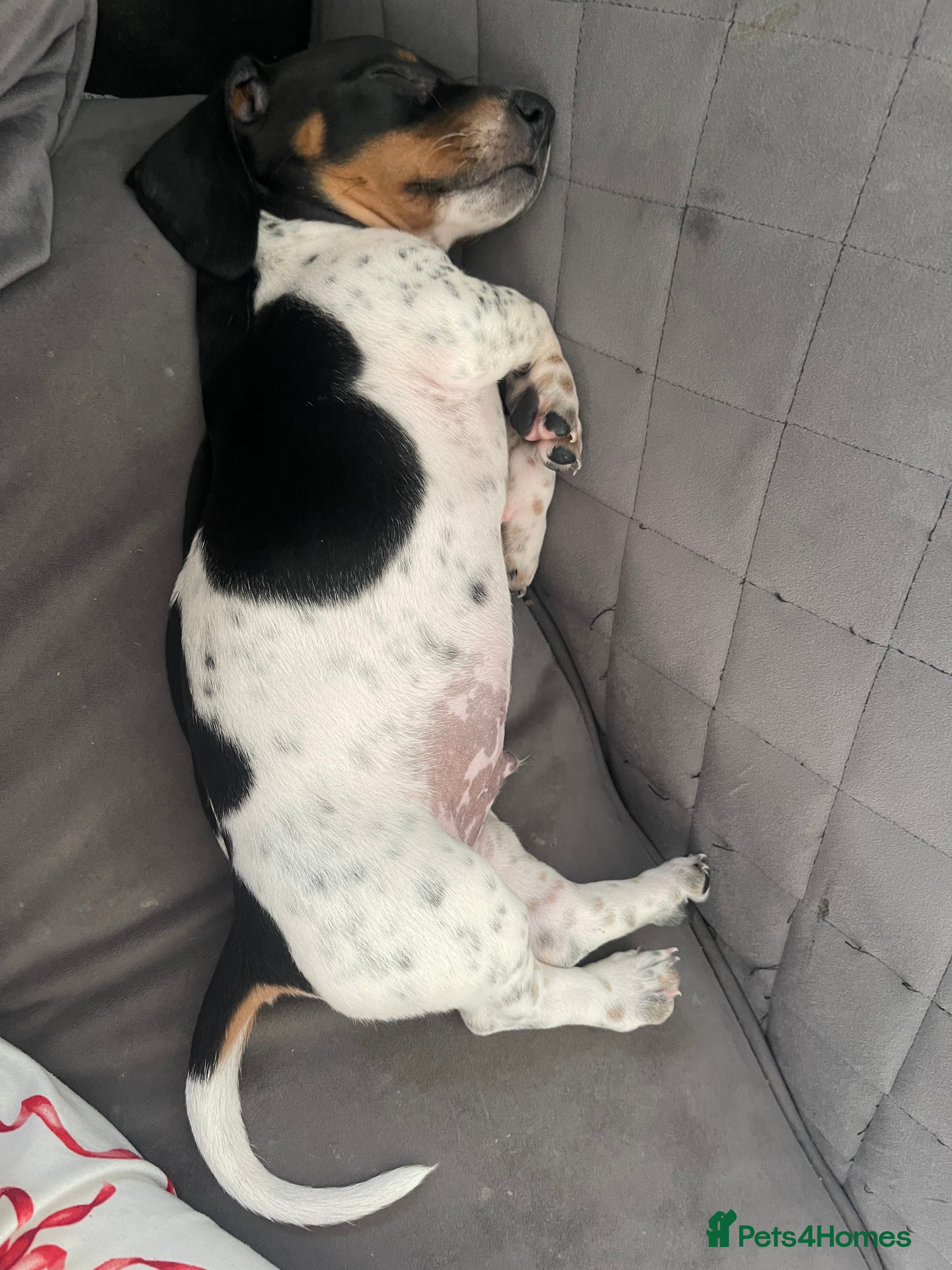 Dachshund dogs DAUCSHAUND PUPPIES - Advert 2