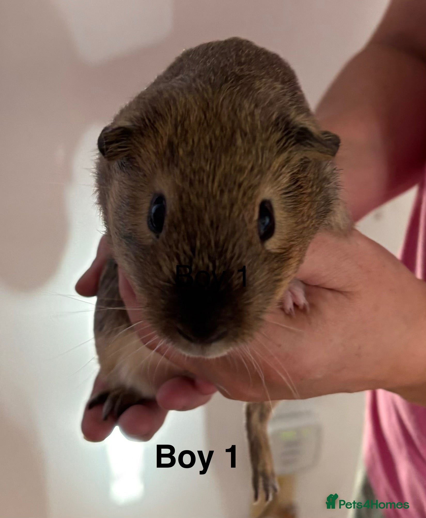 Guinea Pig rodents Male Guinea pig - Advert 16