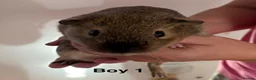 Guinea Pig rodents for sale: Guinea pigs for sale - Advert 7