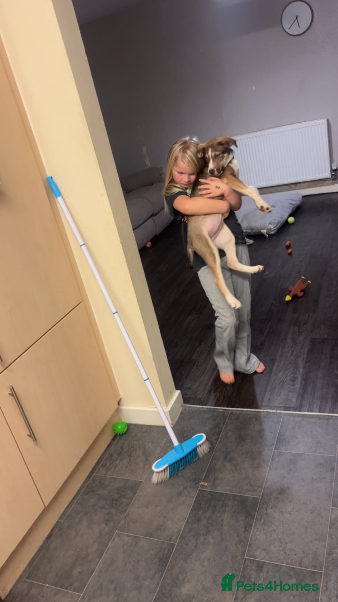 Mixed Breed dogs for sale: Husky cross (named Toffie) - Advert 7