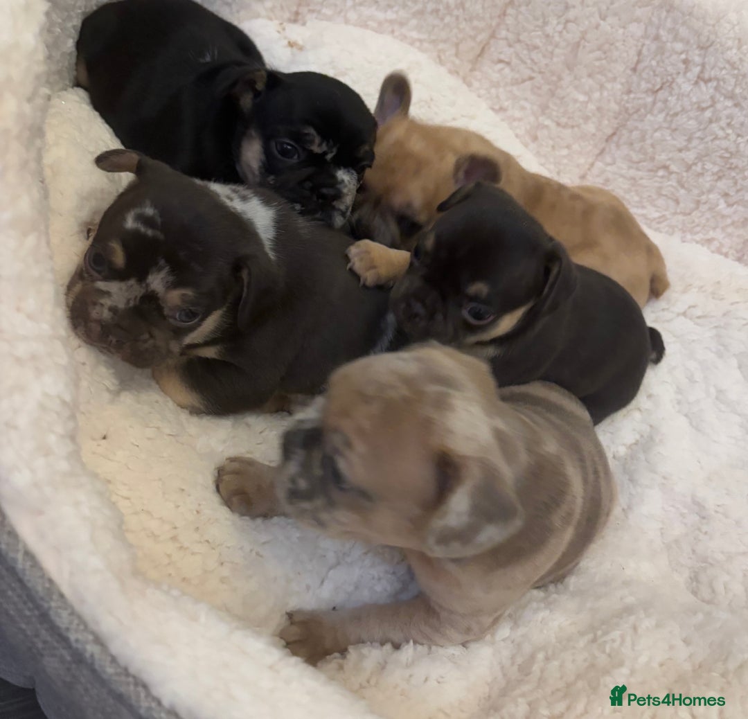 French Bulldog dogs for sale: LAST ONE REDUCED FRENCH BULLDOG 🐾 - Advert 9