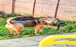 Mixed Breed dogs for adoption: Beautiful family dog - Image 2