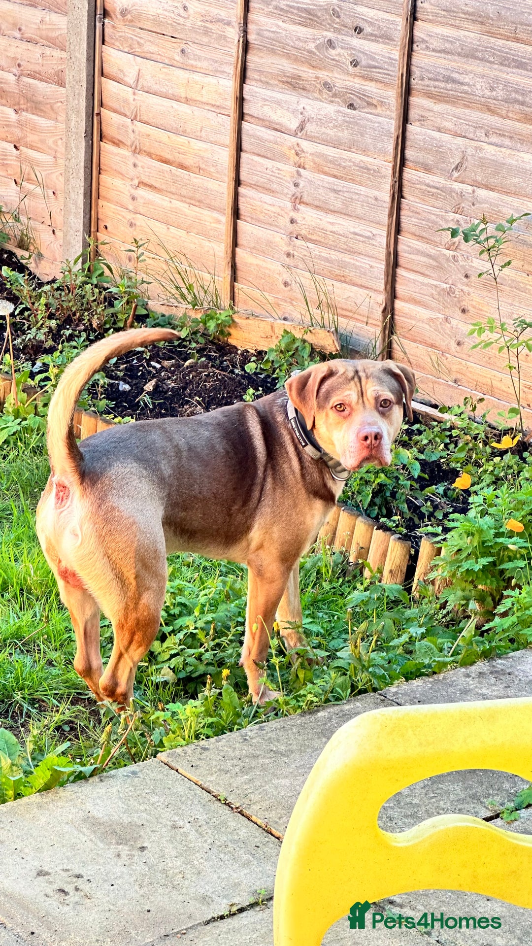 Mixed Breed dogs for adoption: Beautiful family dog - Image 2