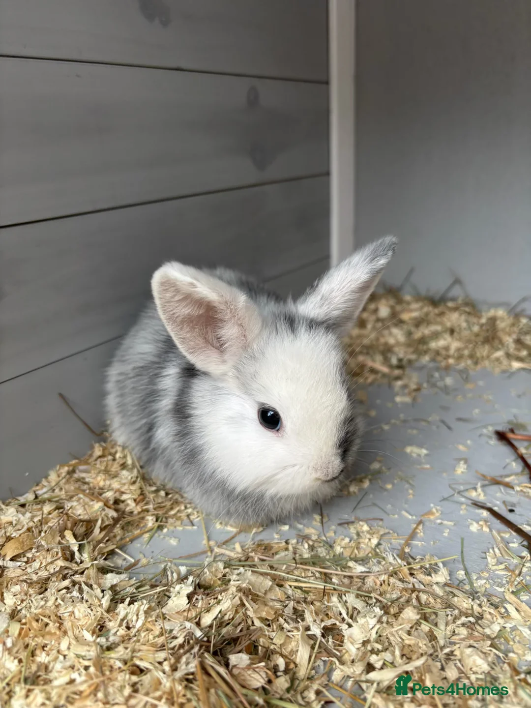 Lionhead rabbits for sale: 4 baby female rabbits for sale  - Advert 2