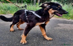 Bearded Collie dogs for adoption: Barney – The Puppy Who Was Left Behind - Image 2
