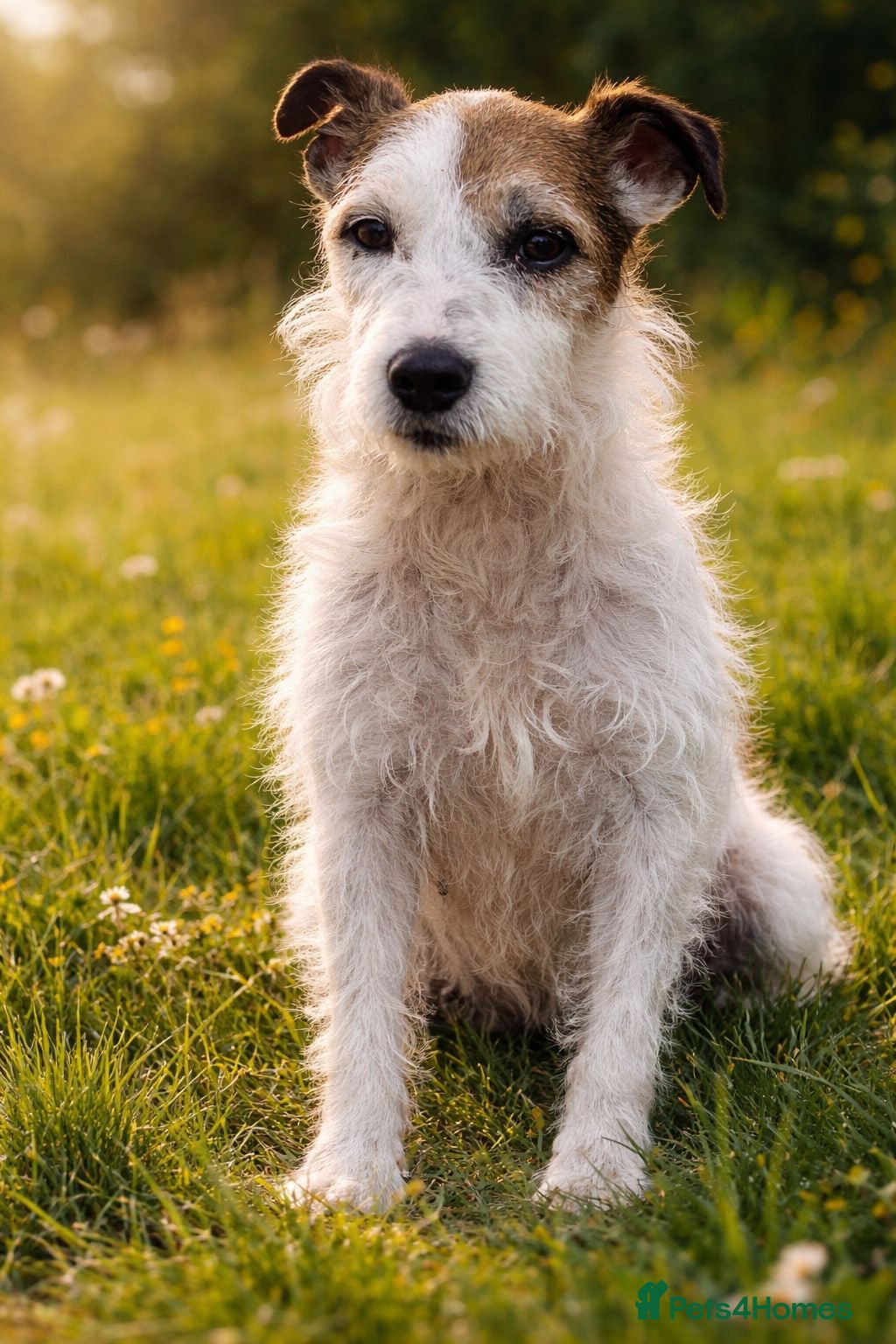 Jack Russell dogs Jack Russel puppy’s  - Advert 1
