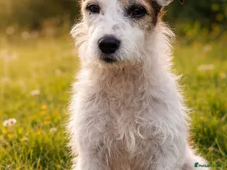 Jack Russell dogs Jack Russel puppy’s - Advert 1