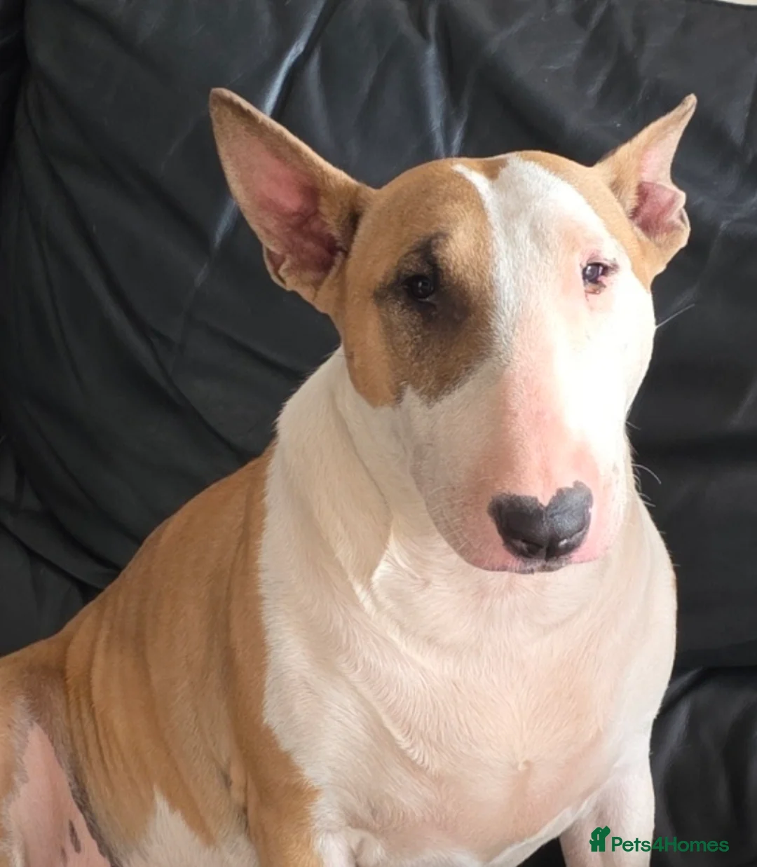 English Bull Terrier dogs for sale: Female English Bull Terrier 3yrs old in Kidderminster - Advert 2