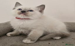 Ragdoll cats for sale: STUNNING GCCF CHAMPION SIRED KITTENS  - Image 15