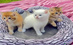 British Shorthair cats for sale: ✨🐾 Soft & Adorable Golden White Blue Kittens 🐾✨ - Image 1