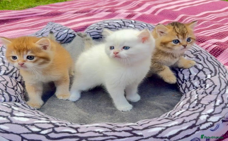 British Shorthair cats - Advert 7