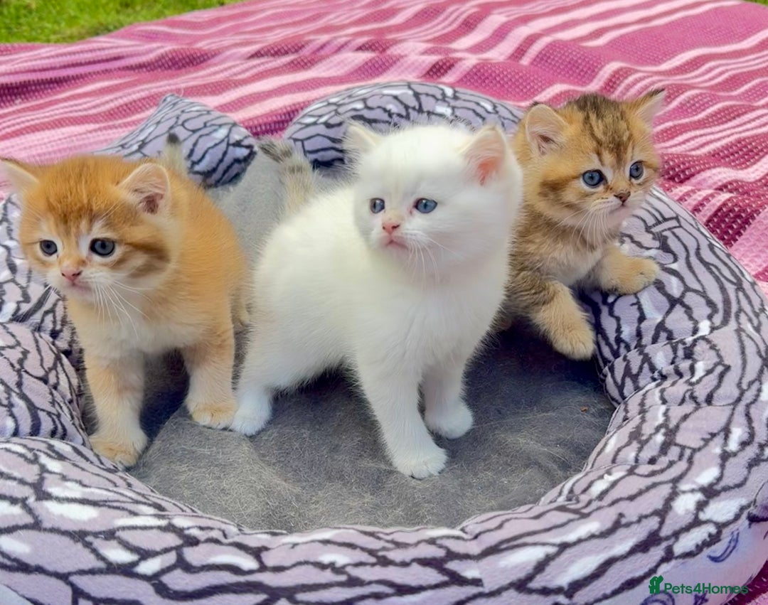 British Shorthair cats for sale: ✨🐾 Soft & Adorable Golden White Blue Kittens 🐾✨ - Image 1