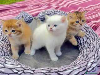 British Shorthair cats - Advert 22