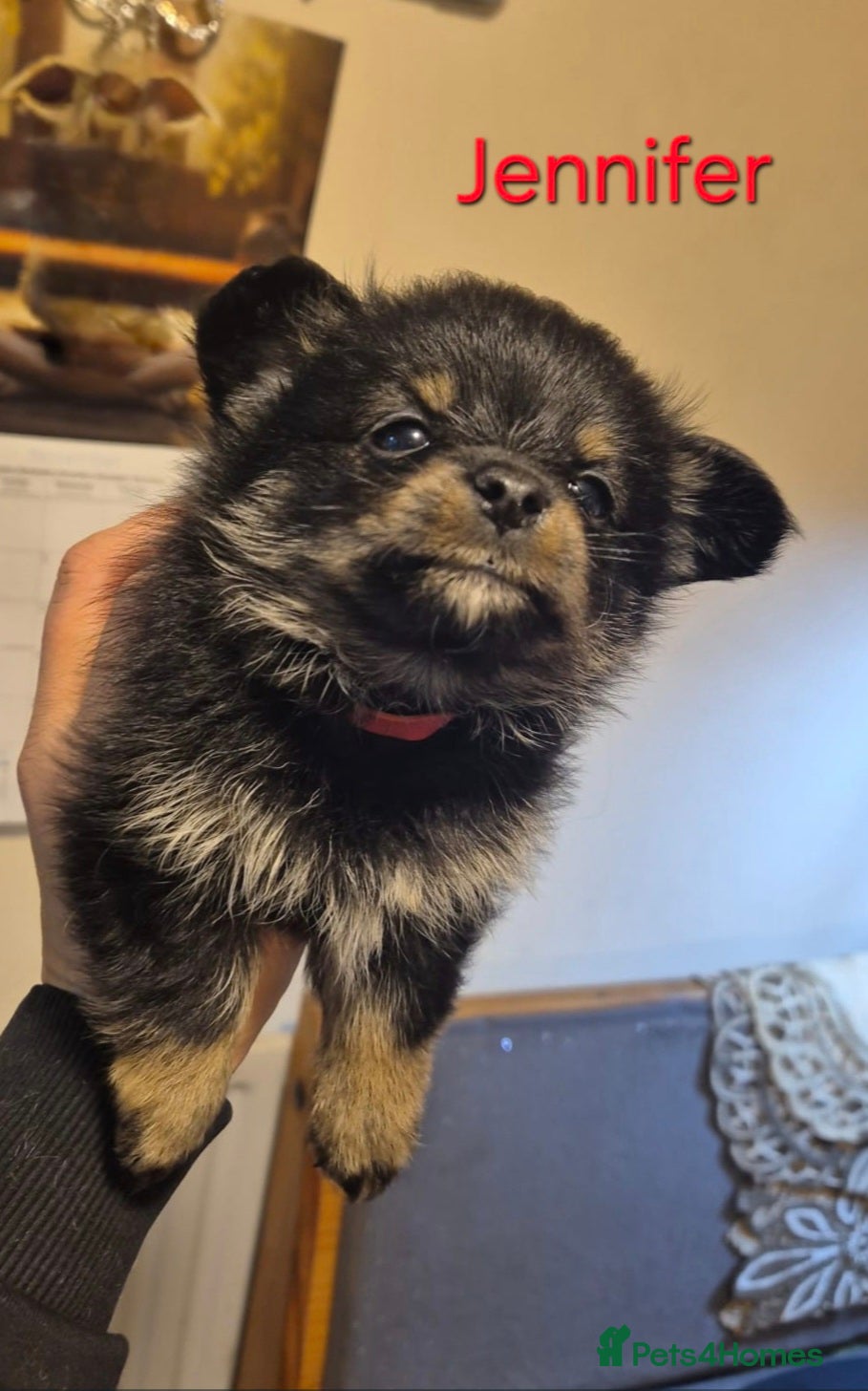 Mixed Breed dogs For sale Toy Yorkshire&Pomeranian mix puppies 🐶  - Advert 2