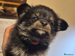 Mixed Breed dogs For sale Toy Yorkshire&Pomeranian mix puppies 🐶 - Advert 2